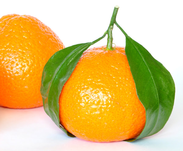orange farming, commercial orange farming, orange farming business, how to start orange farming
