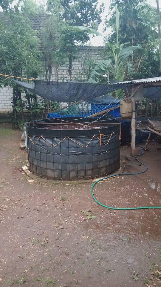 jual bibit lele area tuban lapak mobil dan motor bekas jual bibit lele area tuban lapak mobil dan motor bekas