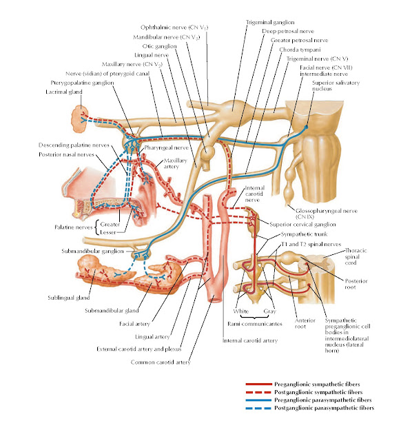 Pterygopalatine and Submandibular Ganglia: Schema Anatomy