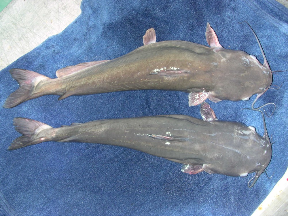 how-to-differentiate-between-a-male-catfish-and-a-female-catfish
