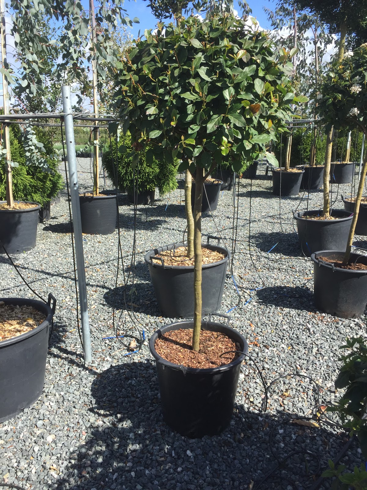 Viburnum Tinus For A Border