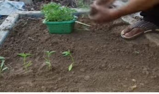 Timing and method of green pepper cultivation at home Timing and method of green pepper cultivation at home