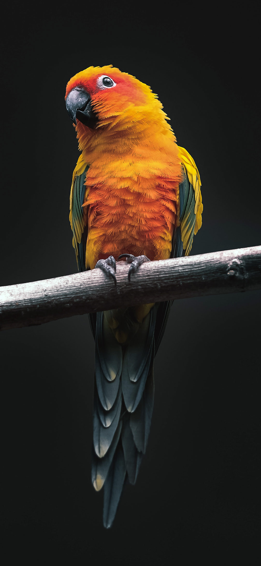green%2Band%2Borange%2Bparrot%2Bwallpaper