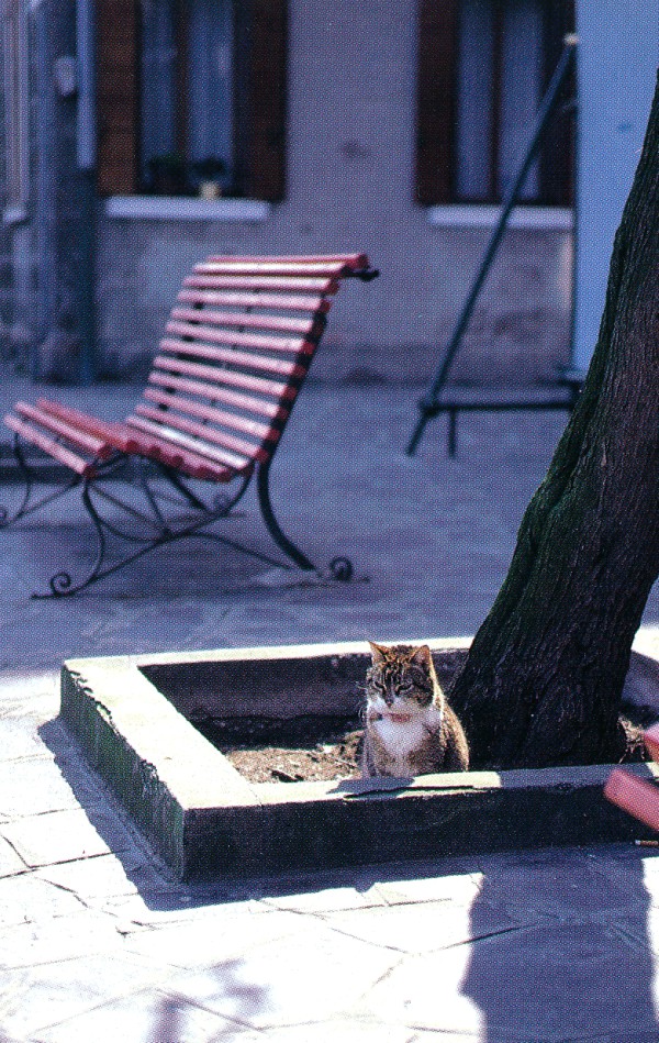 Cat of Venice, Italy