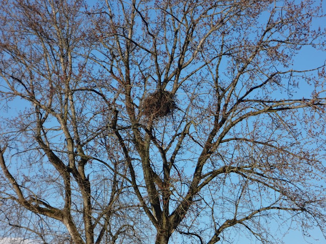 bald eagle nest in vancouver