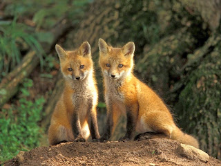 Resultado de imagem para 2 raposas