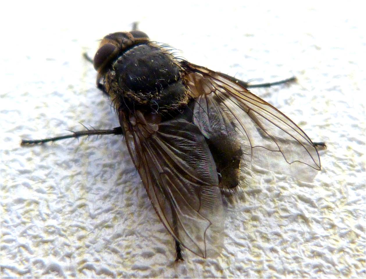 Insects of Scotland: Other Flies/Picture-wing Flies