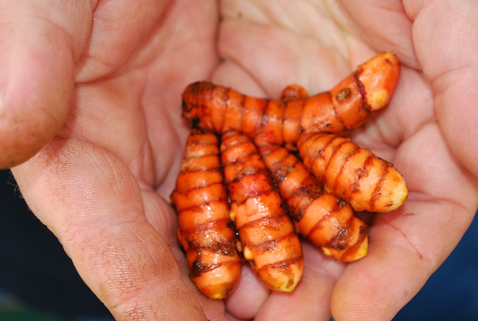 Helen A. Lockey Florida Grown Turmeric By NK Lago Farms LLC, Pahokee