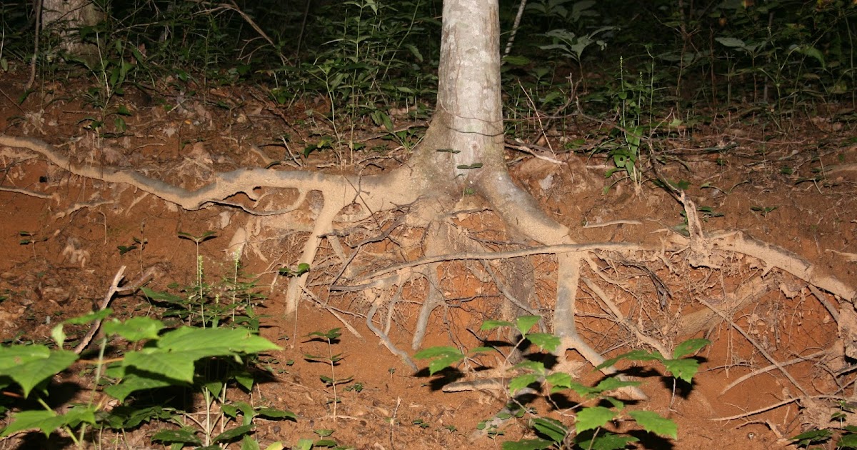 Defined By Our Roots