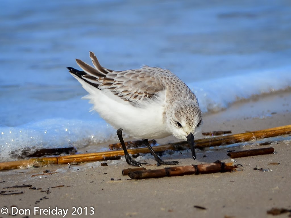 The Freiday Bird Blog Delaware Bay Three Shorebirds and a Big White Owl