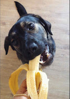 Can dogs eat bananas?  And are bananas good and safe for dogs?