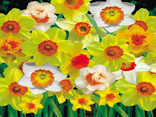 Daffodil-flor-de-color-amarillo