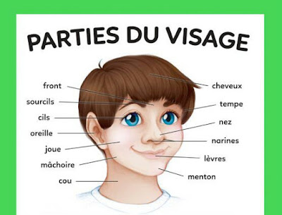 أجزاء جسم الإنسان باللغة الفرنسية للمبتدئين - les parties du corps