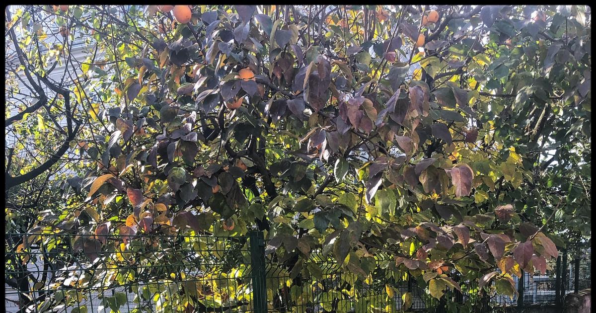 Pelin Pembesi Cuma Geçti Bile