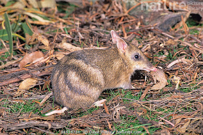 Bandicut barrado del este (Perameles gunnii)