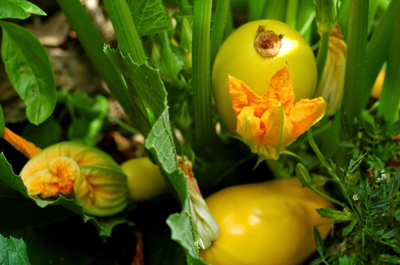 The Little Red Hen Summer Squash Casserole