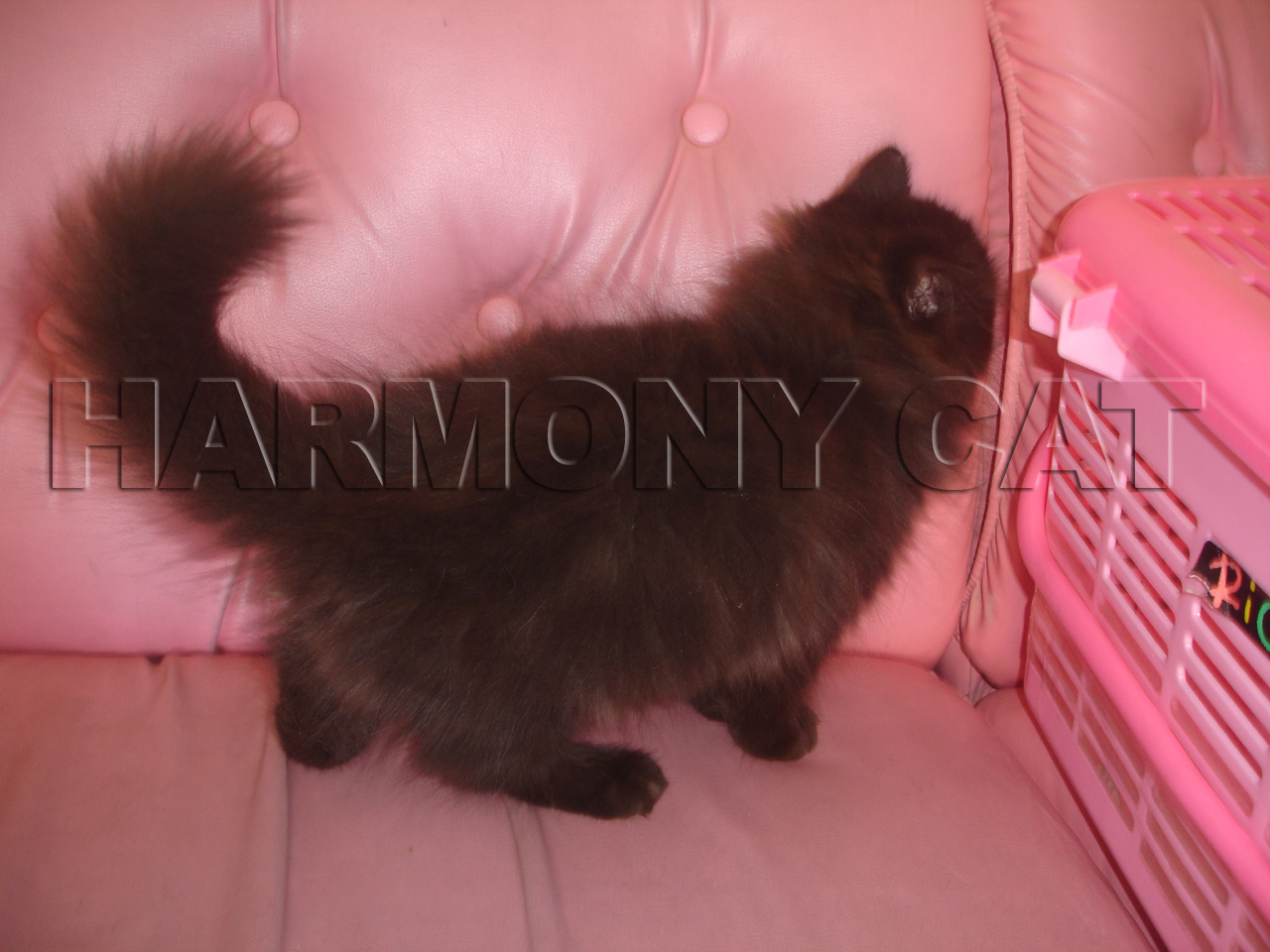 KUCING PERSIA JANTAN HITAM BULU PANJANG DAN TEBAL