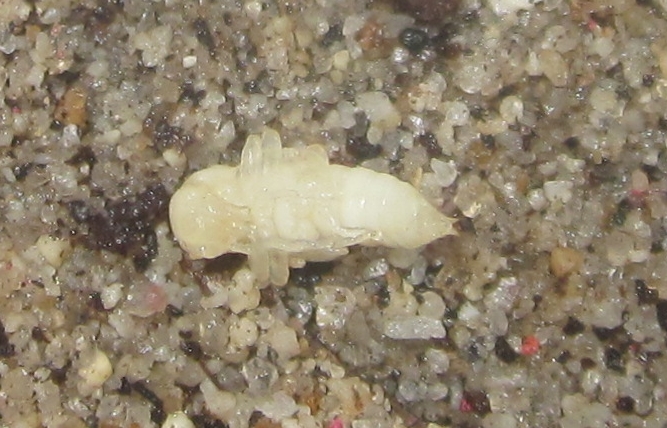 TriorophusPupa%25231.JPG