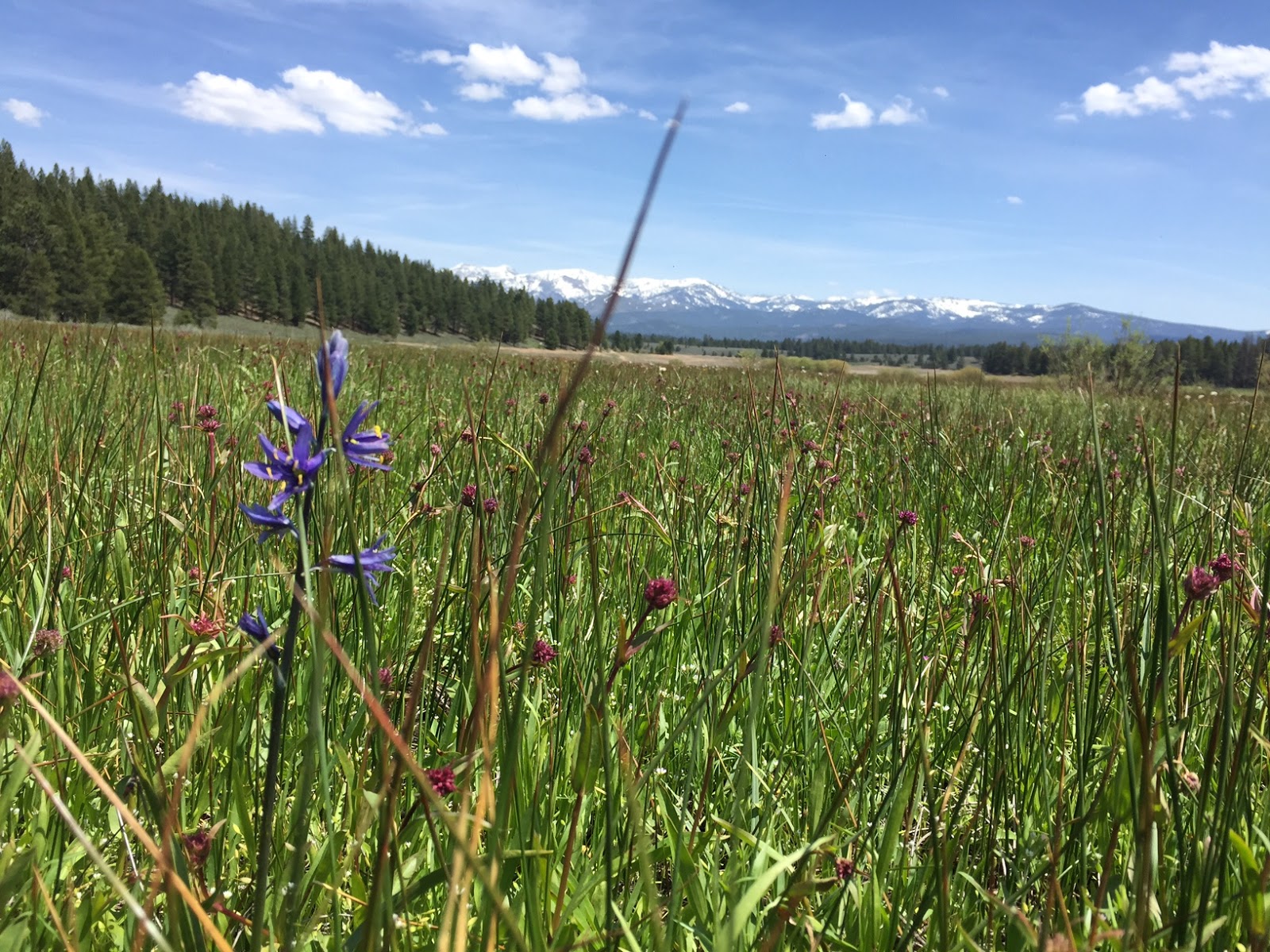 Katie Talks Tahoe Spring Hike at Prosser