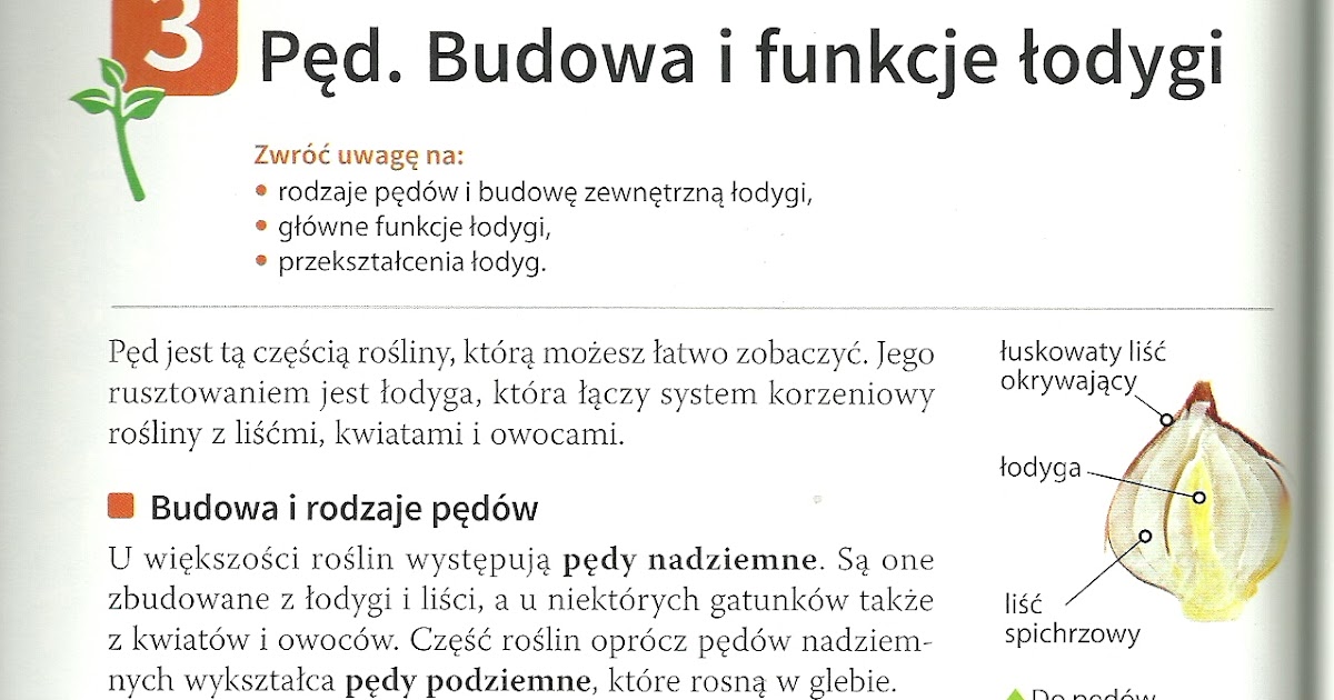 Pęd Budowa I Funkcje łodygi KOŁO BIOLOGICZNE: Pęd. Budowa i funkcje łodygi - lekcja dla klas 5