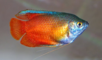 Tetra de mancha roja Tetra de mancha roja