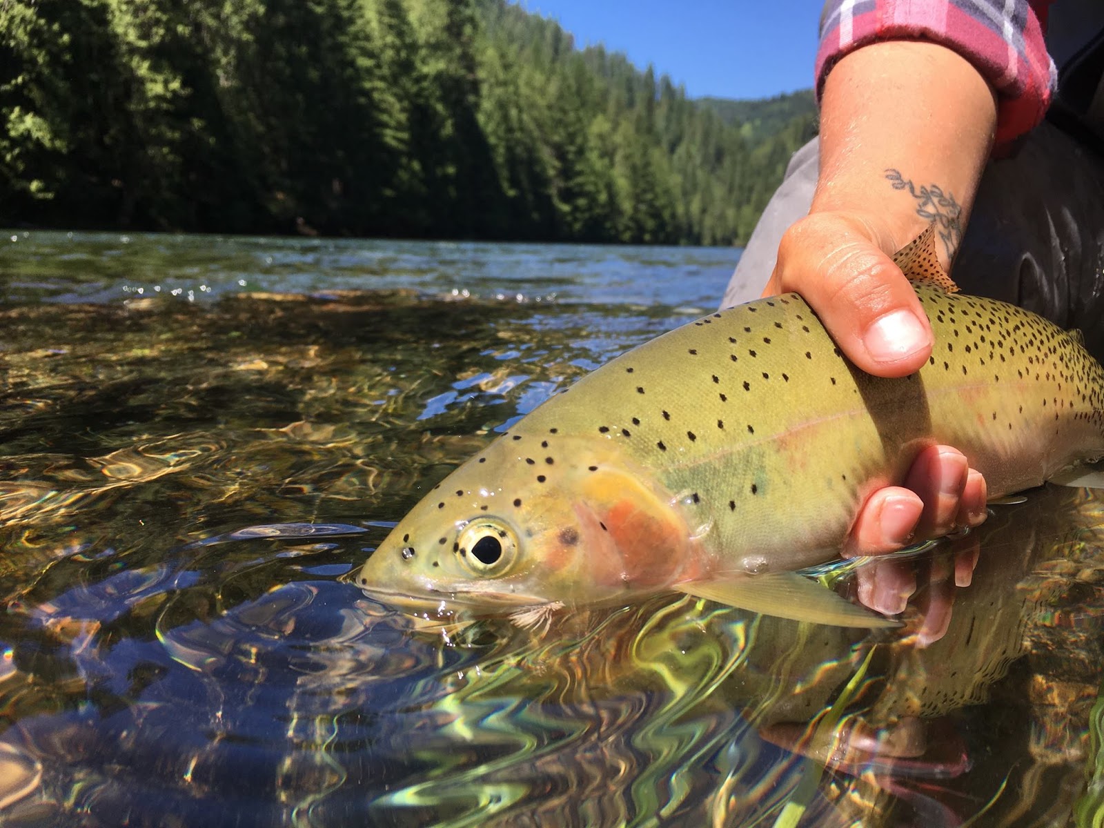 Fly Shop Blog Eric Neufeld Fly Fishing North Idaho