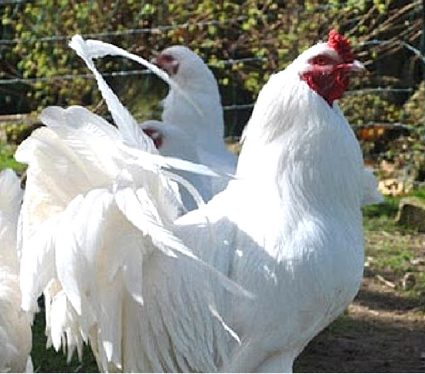 ixworth chicken, ixworth chicken facts, ixworth chicken information, ixworth chicken breed information, ixworth chicken for meat, ixworth chicken characteristics, ixworth chicken behavior, ixworth chicken temperament, ixworth chicken eggs, ixworth chicken color