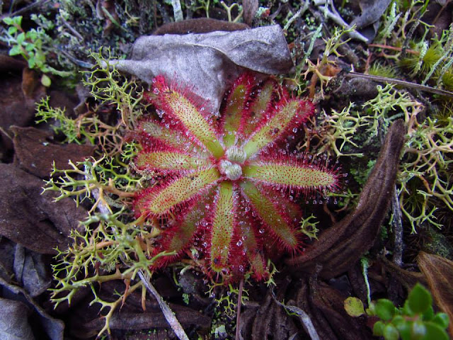 plantas-carnívoras-drosera-latifolia