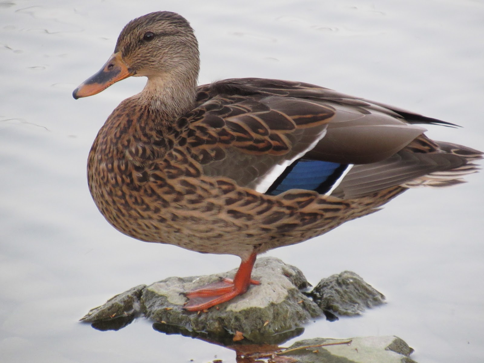 In Praise of the Ordinary: Mallards