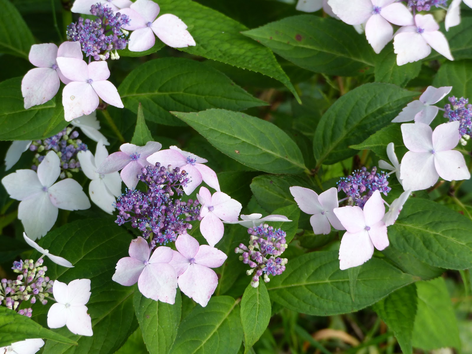 Roses Du Jardin Cheneland