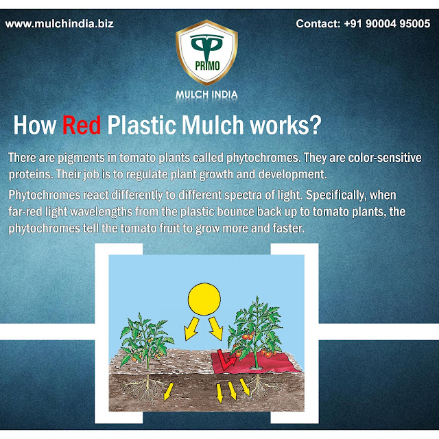 MulchIndia How Red Plastic mulch works? Mulch India Call+𝟵𝟭