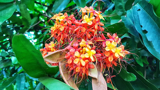 Saraca indica