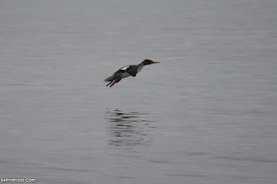 Serreta mediana (Mergus serrator) 