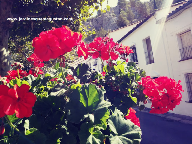 Geranio (Pelargonium zonale)