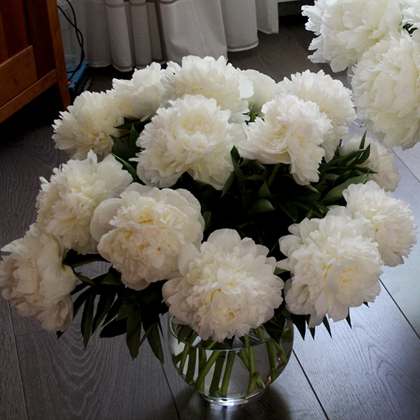 Peonija, Madame Claude Tain ~ Dālderi