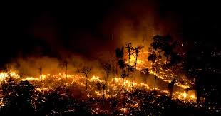 Que Daños Ah Ocasionado El Incendio en el Amazonas