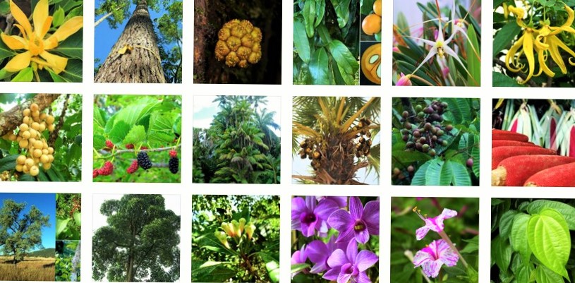 Gambar  Persebaran Flora  Fauna  Indonesia Petanya Peta 
