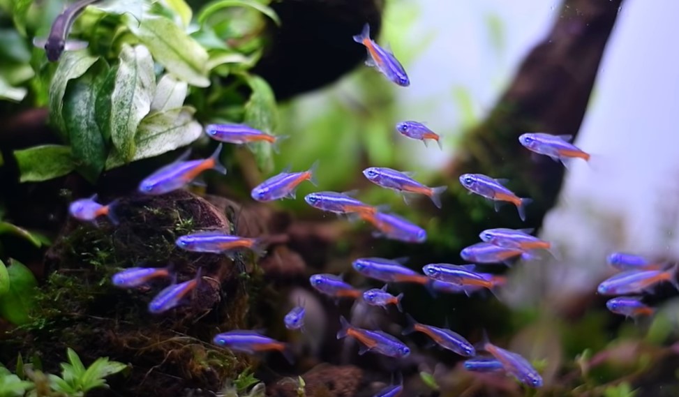 Neon Tetra Complete Care Guide 2020 Tips For Keeping Neon Tetras In an