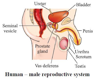 Human − male reproductive system