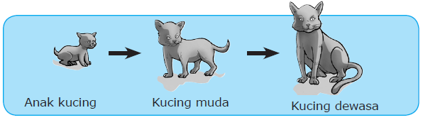 Daur Hidup Hewan | Riang Belajar Bersama Alvi