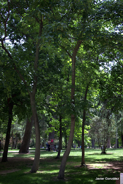 Parque del Retiro de Madrid. Itinerario 4. El Campo Grande.