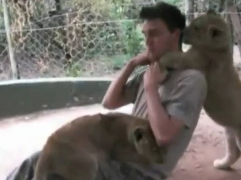 Video : ライオンでも子どもは甘えん坊