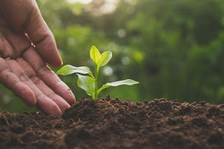 Técnicas de desinfección de la tierra de cultivo