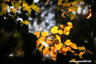 yellow autumn photo
