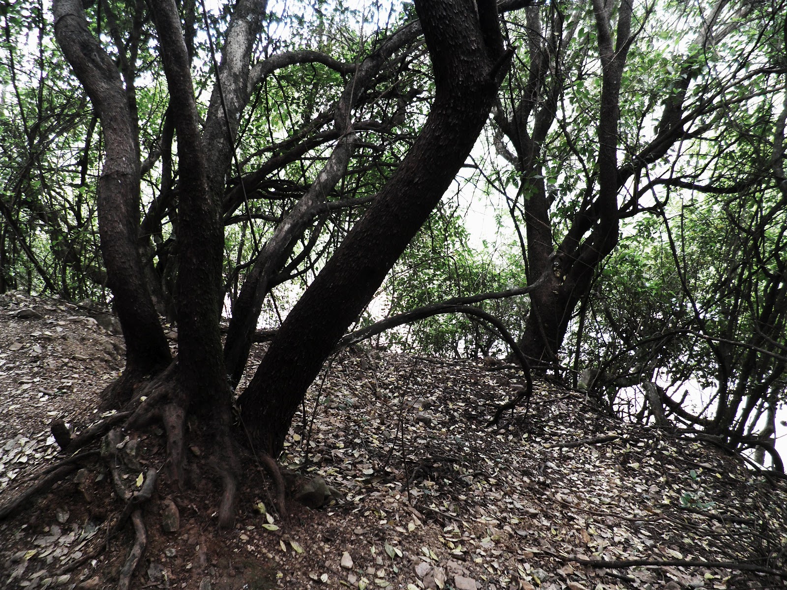 photoxperiences El bosque encantado The enchanted forest