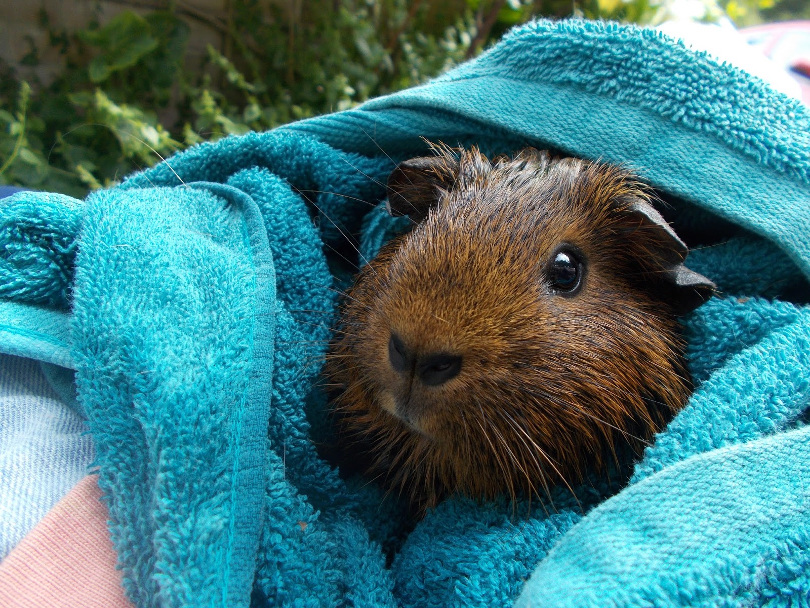 How to bath a guinea pig