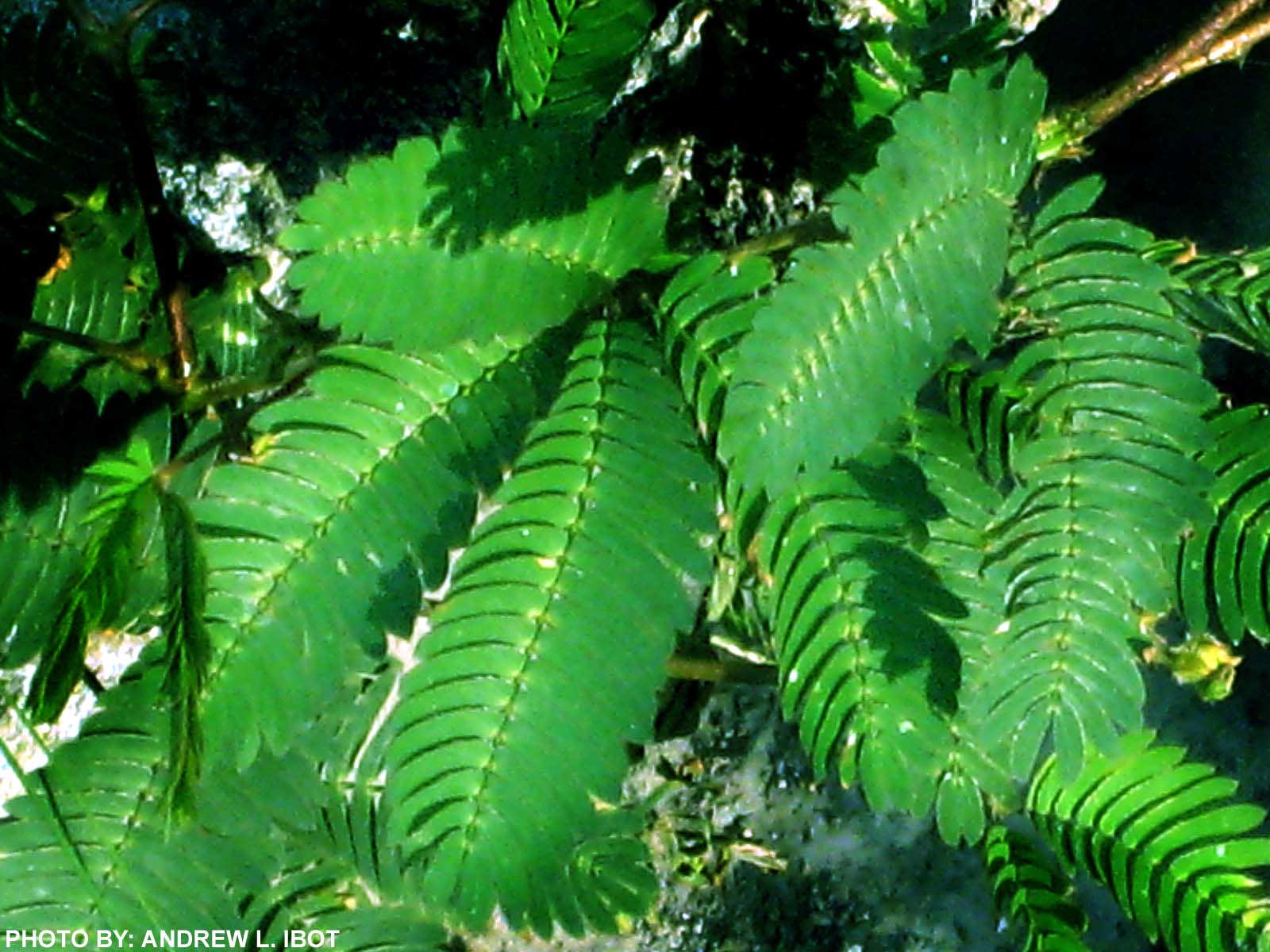 Ako si ANDREW IBOT! Makahiya Halamang Gamot / Herbal Medicine