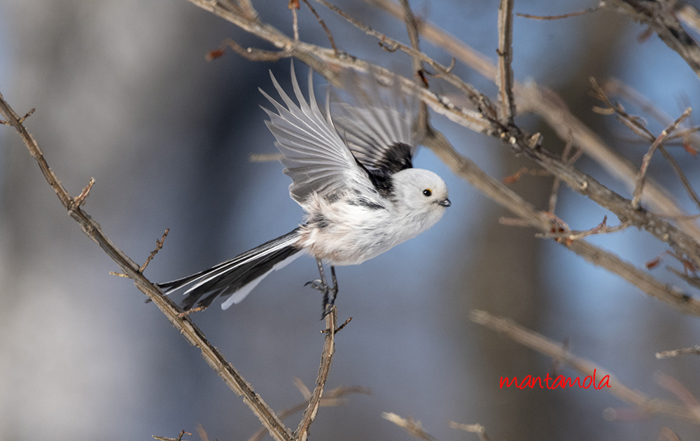 manta blog: Roadside Bird Watching in Hokkaido