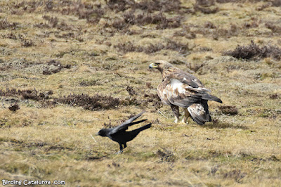 Àguila daurada (Aquila chrysaetos)