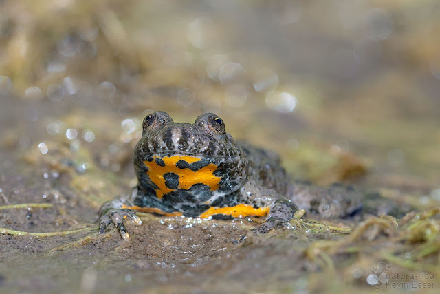 Bombina variegata - Yellow-bellied Toad